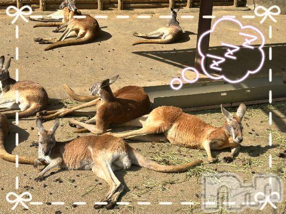 上田発デリヘルBIBLE～奥様の性書～(バイブル～オクサマノセイショ～)☆イオリ☆(32)の2026年1月23日写メブログ「良いなぁ…🦘💓」