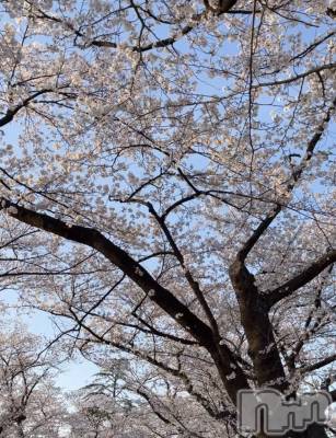 新潟手コキ sleepy girl(スリーピーガール) 体験ひなちゃん(18)の4月10日写メブログ「桜の時期だね🌸」