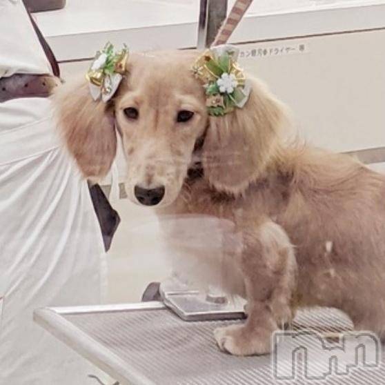 諏訪デリヘルThree＆Men’s Spa(スリー＆メンズスパ)れんツー(38)の2025年1月10日写メブログ「ありがとう！」