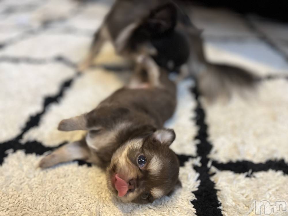 ʥå륺СŷDRUNK(ɥ) 226̥֥֤Τ🐶🐾