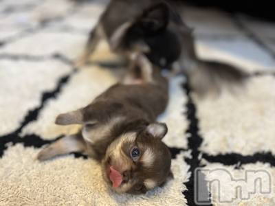 ʥå륺СŷDRUNK(ɥ) 226̥֥֤Τ🐶🐾