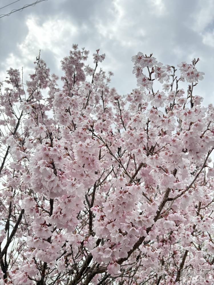 ��ë����Х��顦�����CLUB��Paladin(����֡��ѥ�ǥ���) �����Ǥ�4��18���̥�֥����֤����⥳�����Ρ�