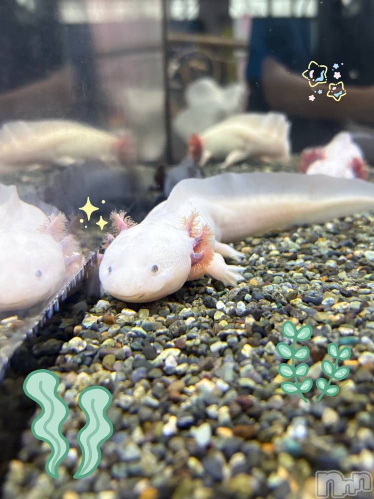 ��ë����Х��顦�����CLUB��Paladin(����֡��ѥ�ǥ���) �����Ǥ�8��17���̥�֥������ΤäƤ�~? ̆̈   ��