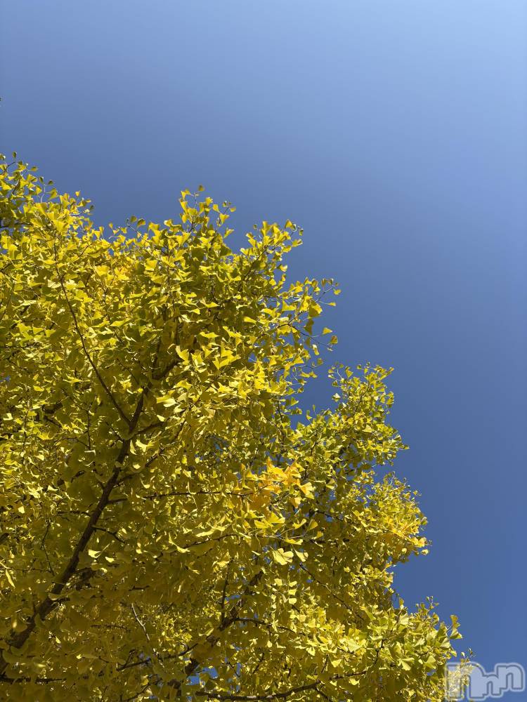 ��ë����Х��顦�����CLUB��Paladin(����֡��ѥ�ǥ���) �����Ǥ�11��7���̥�֥����ֵ����