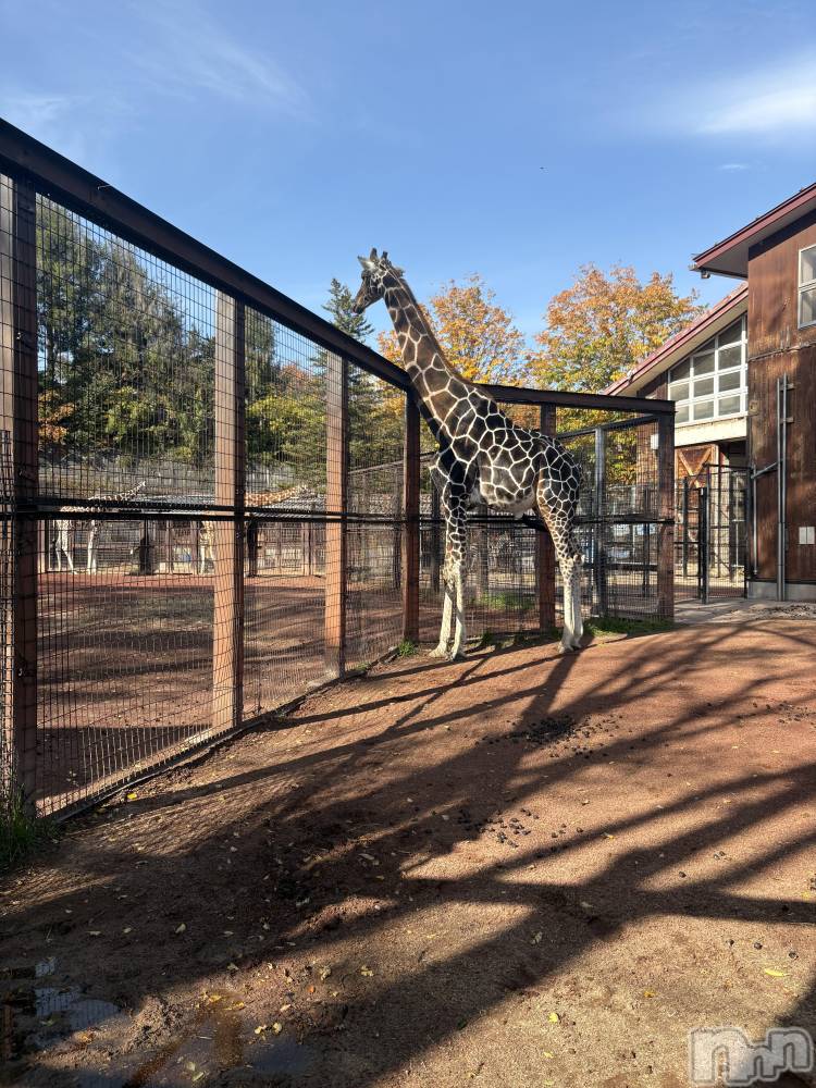 ��ë����Х��顦�����CLUB��Paladin(����֡��ѥ�ǥ���) �����Ǥ�11��16���̥�֥�����🦒⸜  ෆ‪  ‪⸝‍��