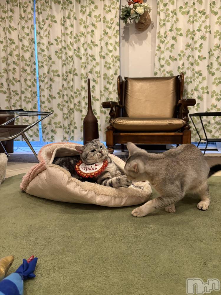 ��ë����Х��顦�����CLUB��Paladin(����֡��ѥ�ǥ���) �����Ǥ�11��23���̥�֥�����ฅ ˆ.  ̫.ˆ ฅ🎀��