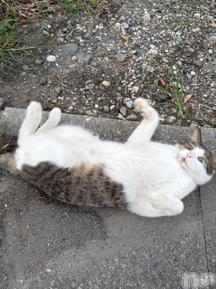 ��ë����Х��顦�����CLUB��Paladin(����֡��ѥ�ǥ���) �����Ǥ�11��27���̥�֥���������Ƥ���