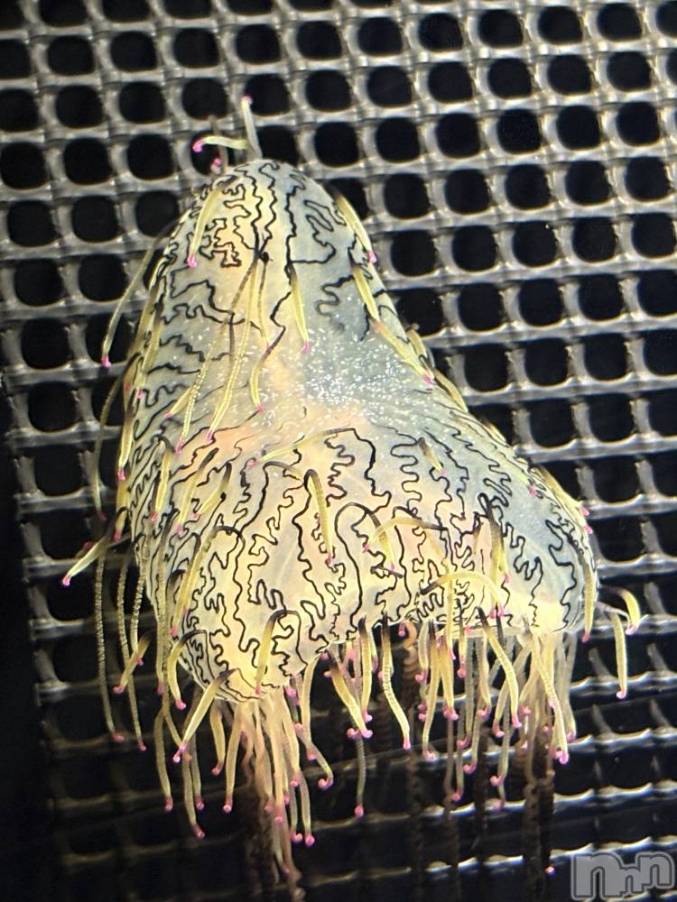 ��ë����Х��顦�����CLUB��Paladin(����֡��ѥ�ǥ���) �����Ǥ�12��17���̥�֥����ֺ�������~🪼🫧��