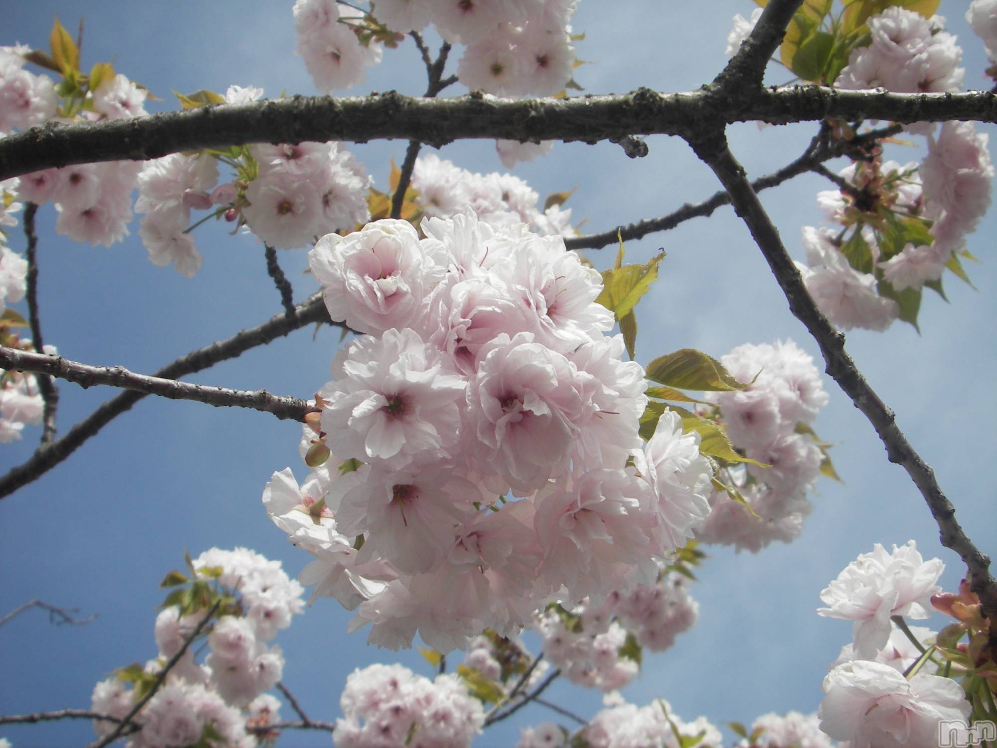 ��ë����Х��顦�����CLUB��Paladin(����֡��ѥ�ǥ���) ��2025ǯ1��27���̥�֥����ֽդϤ䤯���~😖❄️��