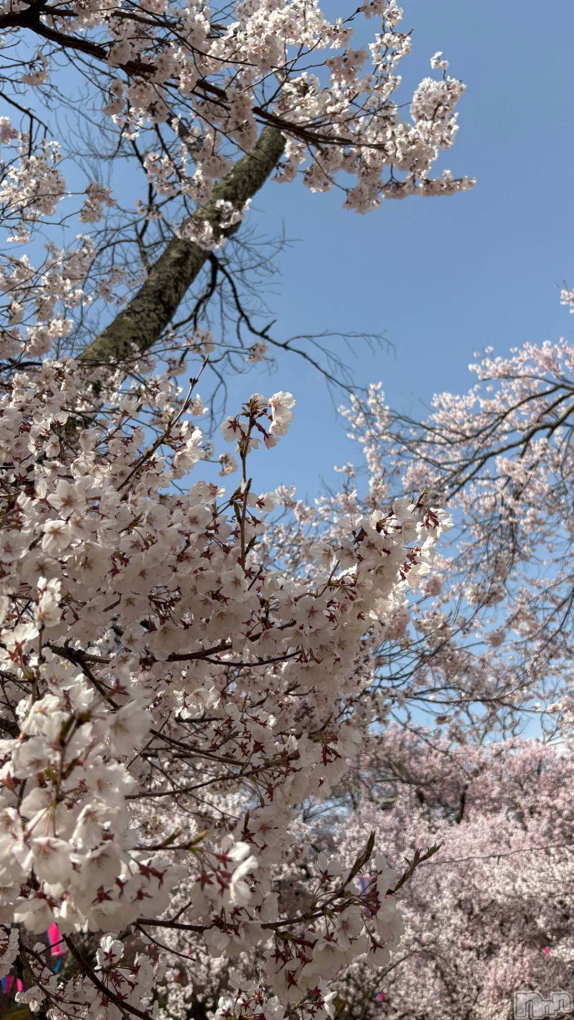 ��ë����Х��顦�����CLUB��Paladin(����֡��ѥ�ǥ���) ��2025ǯ4��9���̥�֥����֤��ָ�✿.*����