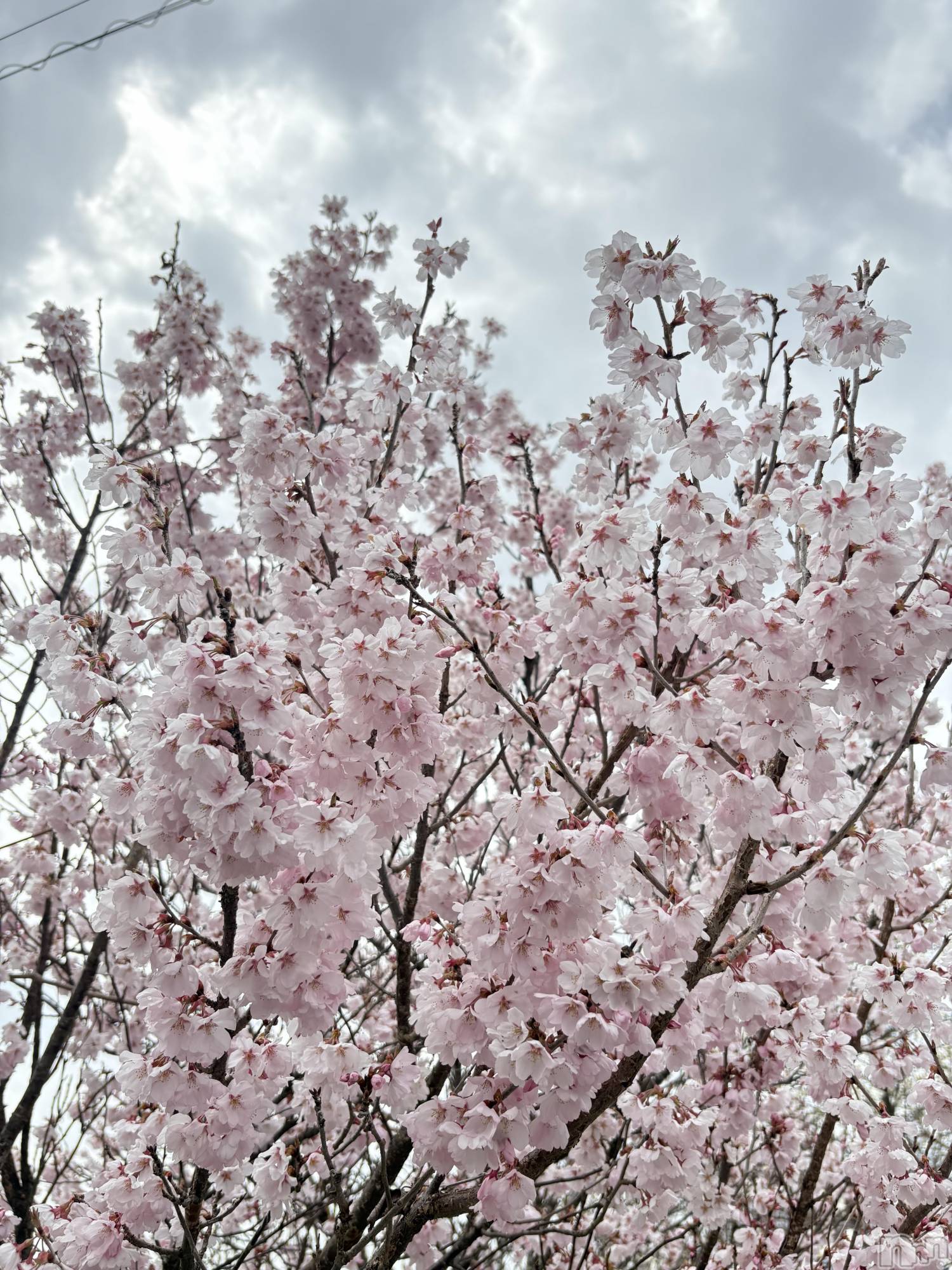 ��ë����Х��顦�����CLUB��Paladin(����֡��ѥ�ǥ���) ��2025ǯ4��18���̥�֥����֤����⥳�����Ρ�