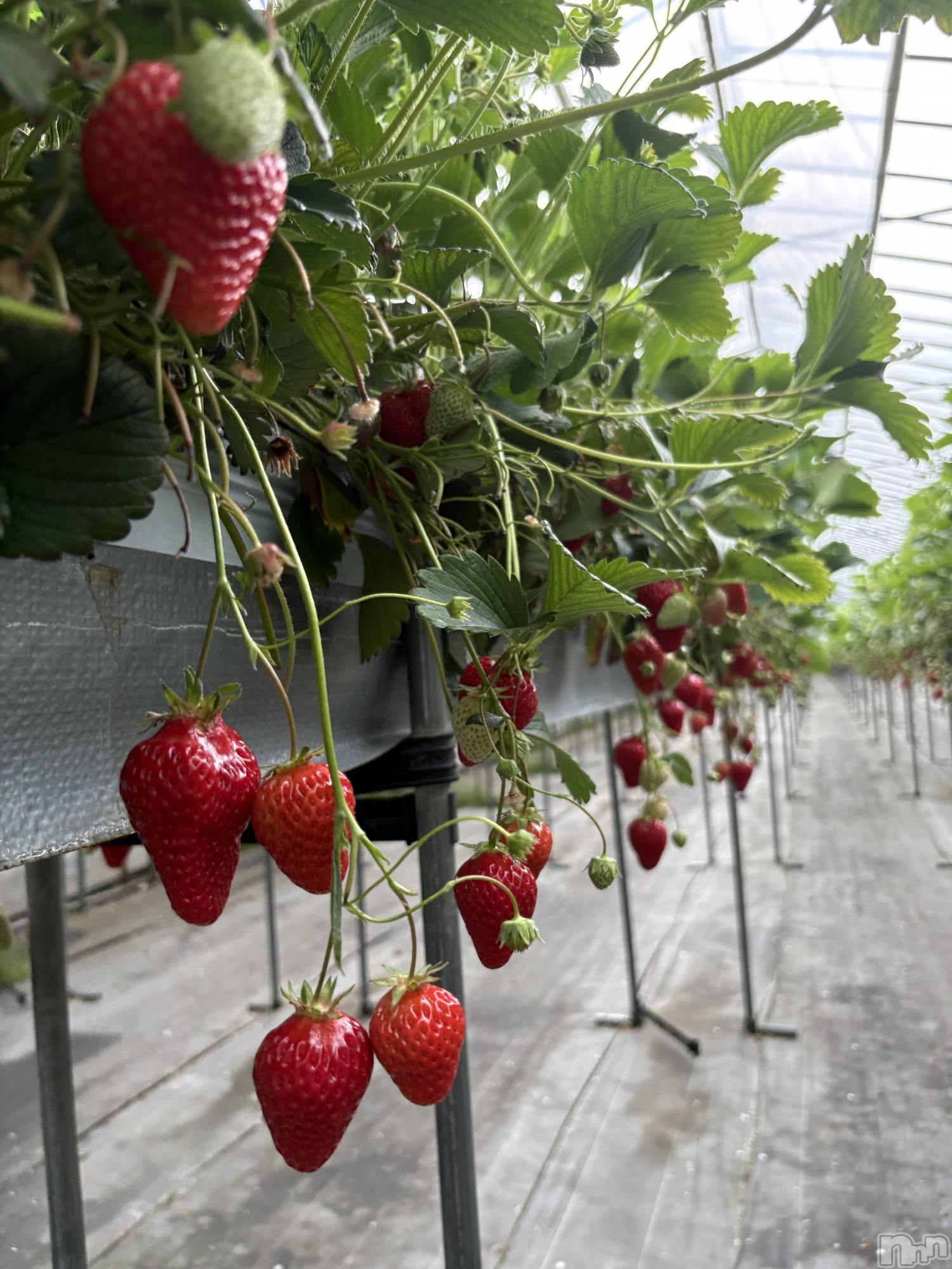 ��ë����Х��顦�����CLUB��Paladin(����֡��ѥ�ǥ���) ��2025ǯ5��17���̥�֥�����ǰ���🍓⸝⸝꙳��