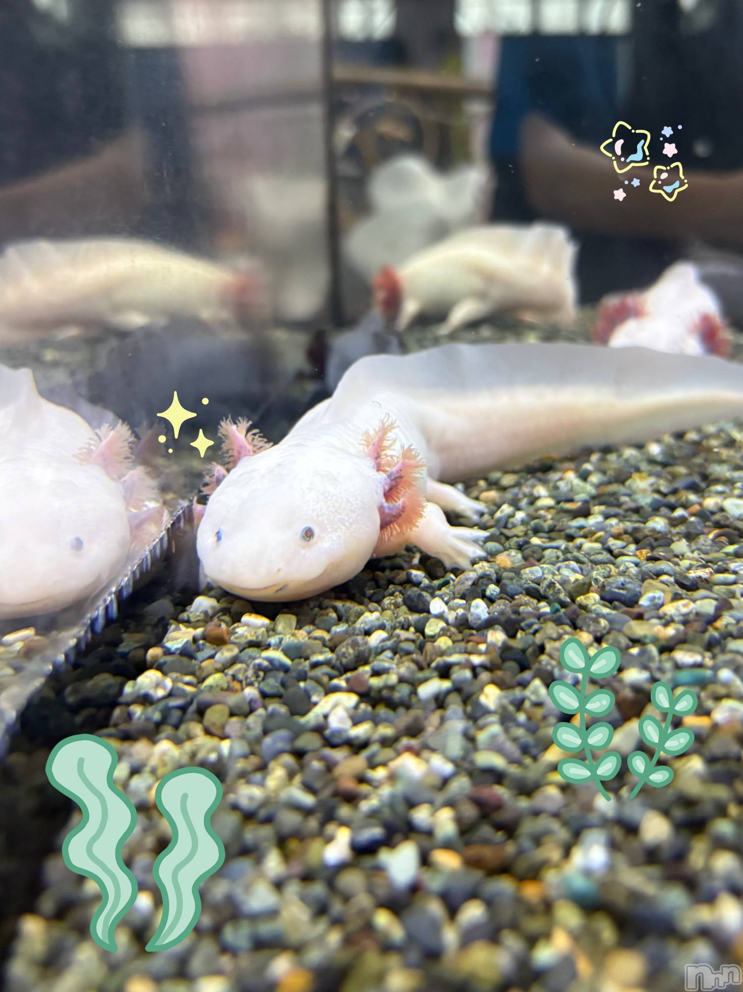 ��ë����Х��顦�����CLUB��Paladin(����֡��ѥ�ǥ���) ��2025ǯ8��17���̥�֥������ΤäƤ�~? ̆̈   ��