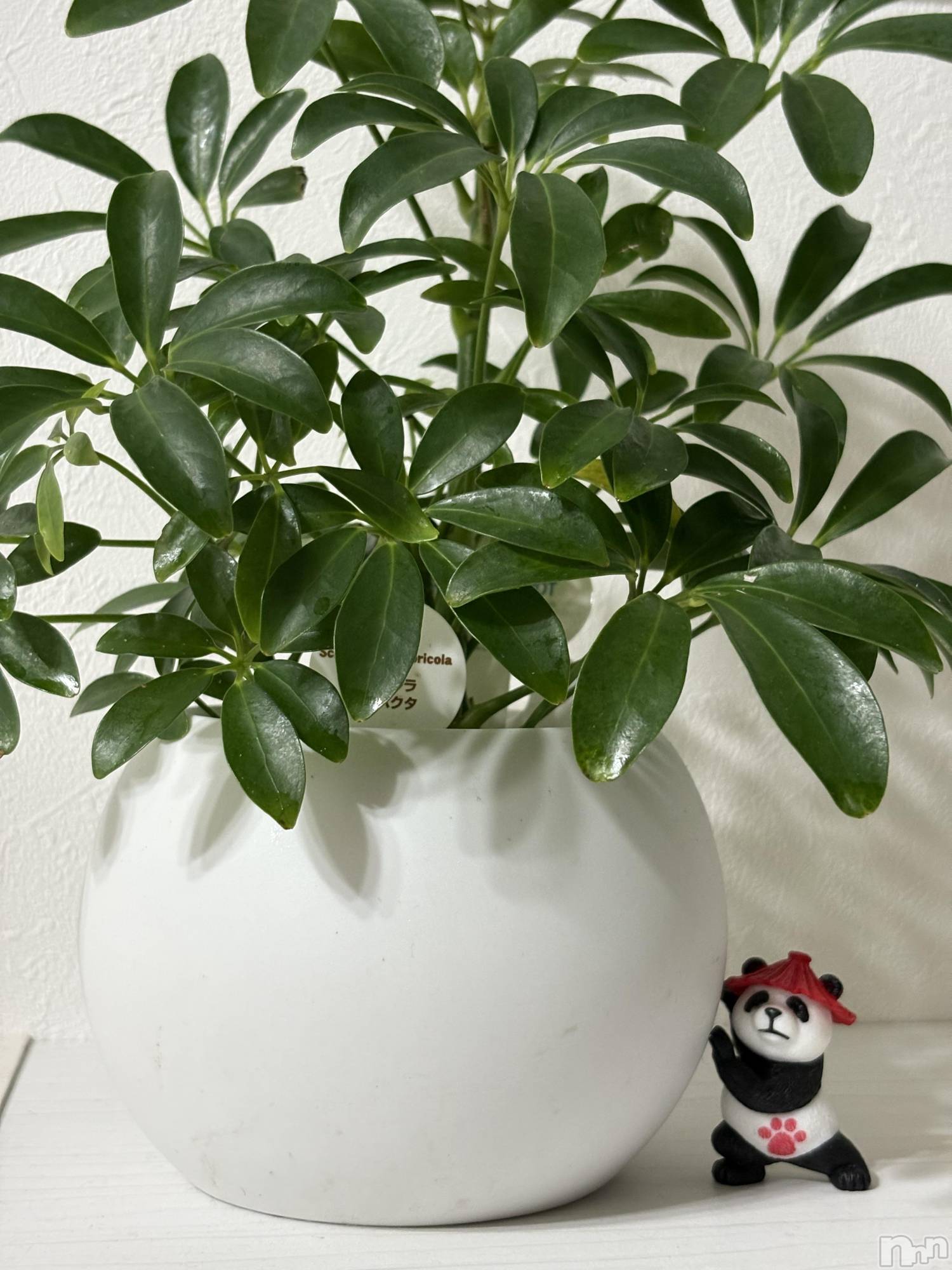 ��ë����Х��顦�����CLUB��Paladin(����֡��ѥ�ǥ���) ��2025ǯ8��23���̥�֥����ֿ����ꎨ‼️��