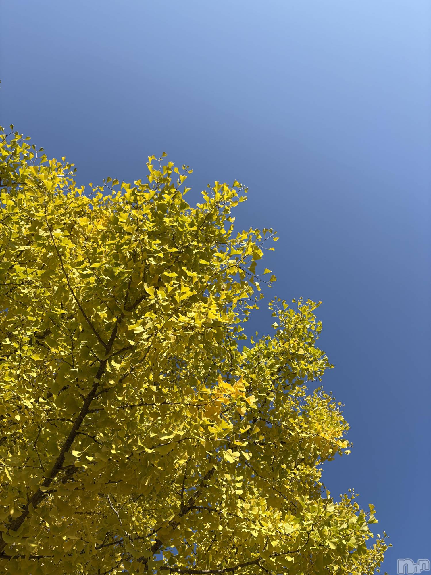 ��ë����Х��顦�����CLUB��Paladin(����֡��ѥ�ǥ���) ��2025ǯ11��7���̥�֥����ֵ����