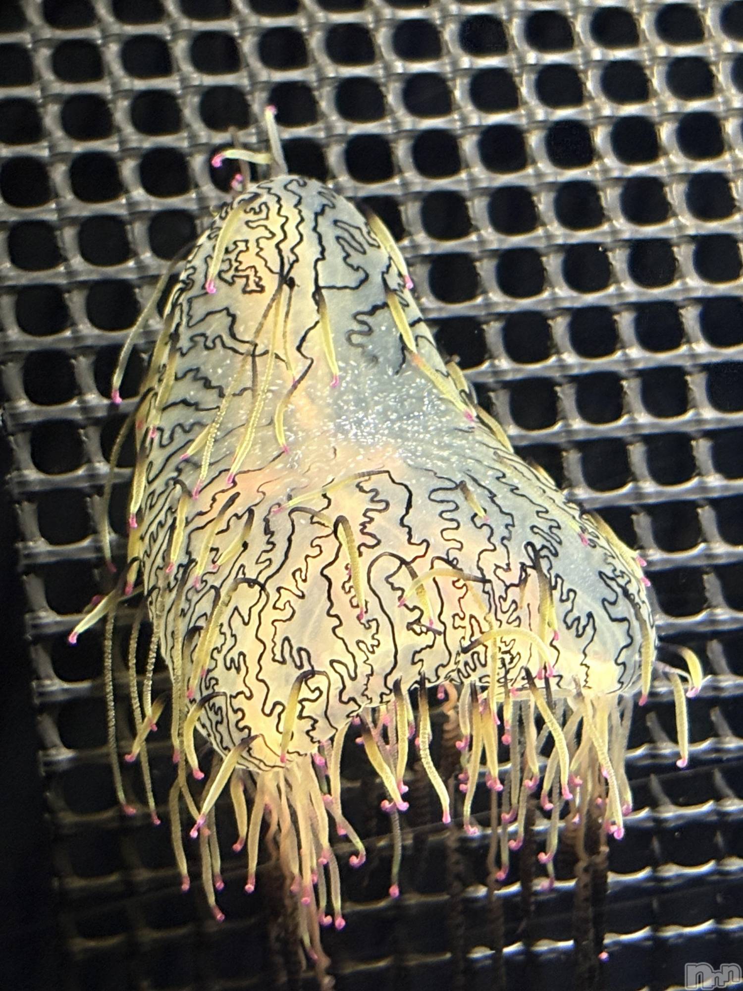 ��ë����Х��顦�����CLUB��Paladin(����֡��ѥ�ǥ���) ��2025ǯ12��17���̥�֥����ֺ�������~🪼🫧��