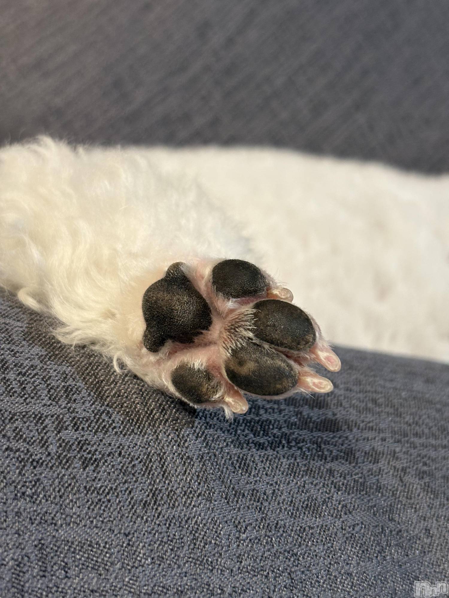 ��ë����Х��顦�����CLUB��Paladin(����֡��ѥ�ǥ���) ��2025ǯ12��18���̥�֥�����🐾🤍��