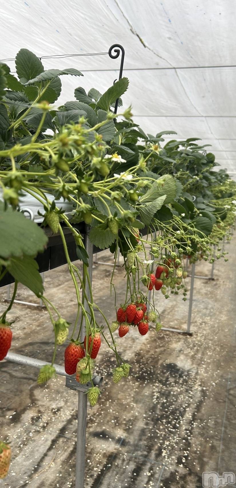 ĮХ顦CLUB MIMOSA(֥ߥ⥶) 2025ǯ42ִ̥֥ŻäѤ🍓♡
