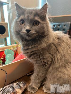 ĮХ顦CLUB MIMOSA(֥ߥ⥶) (21)44̥֥λ֡🐱♡