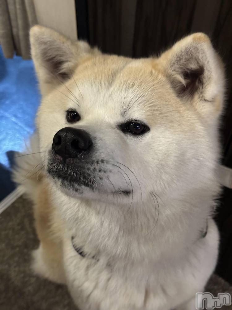 ��Į����Х��顦�����lounge  Remika(�饦�󥸥�ߥ�) �������4��17���̥�֥����ֵפ��֤�🐶��