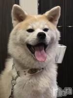 古町キャバクラ・クラブlounge  Remika(ラウンジレミカ) ちくわの9月18日写メブログ「昨日の🐶」