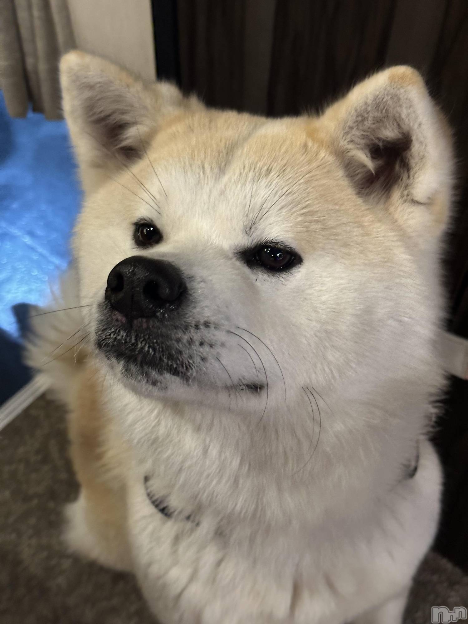 ��Į����Х��顦�����lounge  Remika(�饦�󥸥�ߥ�) ��2026ǯ4��17���̥�֥����ֵפ��֤�🐶��