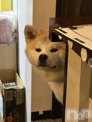 ĮХ顦lounge  Remika(饦󥸥ߥ) 530ֺ̥֥Ϥ🐶