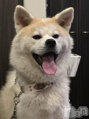 古町キャバクラ・クラブlounge  Remika(ラウンジレミカ) ちくわの9月18日写メブログ「昨日の🐶」