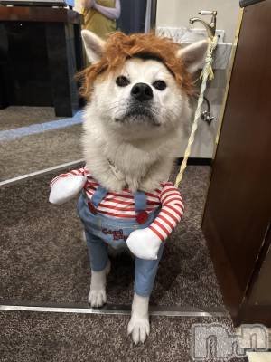 古町キャバクラ・クラブlounge  Remika(ラウンジレミカ) ちくわの9月30日写メブログ「ハロウィンの準備満タンだよ🐶」