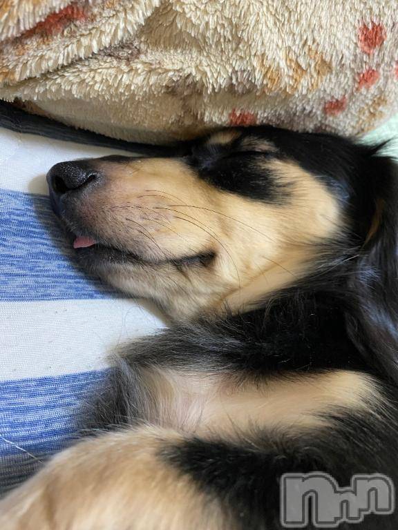 長岡デリヘルROOKIE(ルーキー) すず☆プラチナ(19)の10月27日写メブログ「完売🍀*゜」