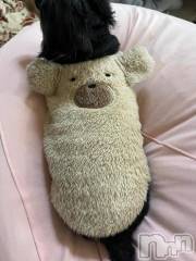 長岡デリヘルROOKIE(ルーキー) すず☆プラチナ(19)の6月10日写メブログ「6/9 お礼日記🈵」