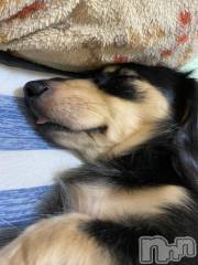 長岡デリヘルROOKIE(ルーキー) すず☆プラチナ(19)の10月27日写メブログ「完売🍀*゜」