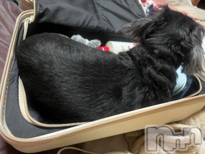 長岡デリヘル ROOKIE(ルーキー) すず☆プラチナ(19)の5月15日写メブログ「向かってます🚗³₃」