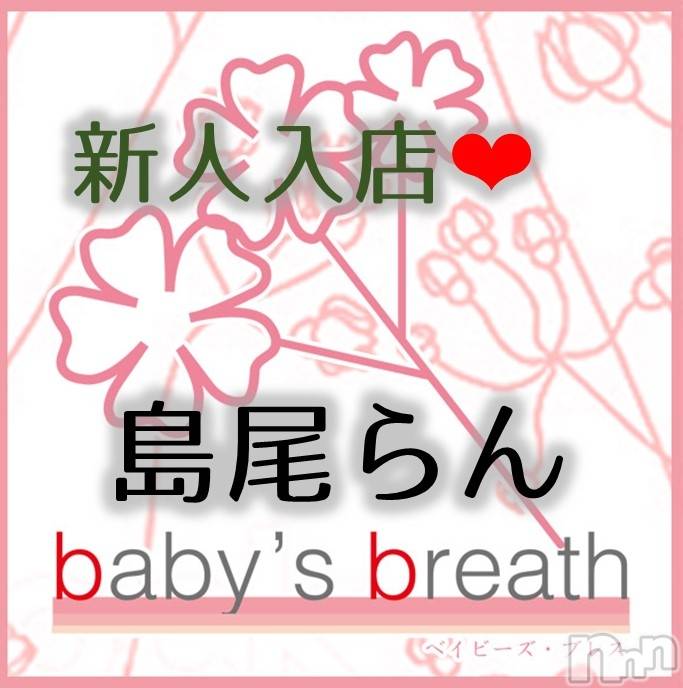 㿷ȯĥꥢ󥺥baby's breath(٥ӡ ֥쥹) ڿۤ͡122̥֥ʤޤˤǤꤤޤ