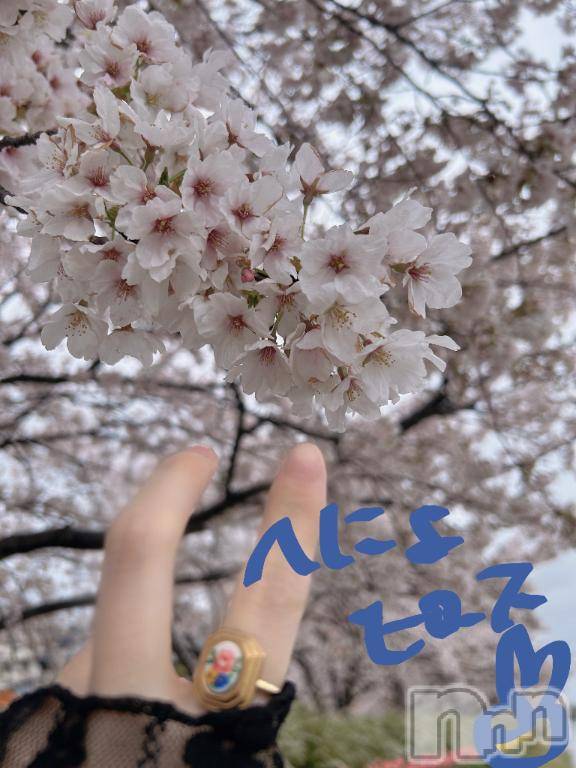 新潟ソープ新潟バニーコレクション(ニイガタバニーコレクション) スミレ(23)の4月16日写メブログ「花見～～🌸✨第一弾‼️」