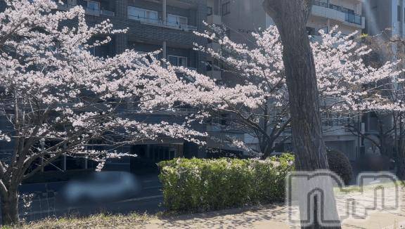 新潟ソープ新潟バニーコレクション(ニイガタバニーコレクション)スミレ(23)の2026年4月9日写メブログ「[お題]from:宴会部長さん」