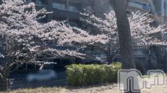 新潟ソープ新潟バニーコレクション(ニイガタバニーコレクション) スミレ(23)の4月9日写メブログ「[お題]from:宴会部長さん」