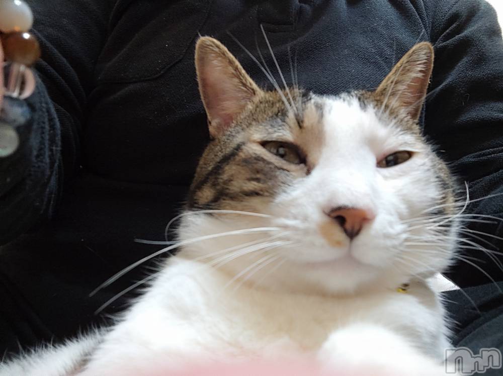 三条デリヘル新潟三条燕ちゃんこ(ニイガタサンジョウツバメチャンコ) このみ(45)の1月17日写メブログ「我が家の家族です🐱」