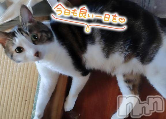 三条ぽっちゃり新潟三条燕ちゃんこ(ニイガタサンジョウツバメチャンコ) このみ(45)の7月31日写メブログ「本日はお休みを頂いておりますm(_
 _)m」