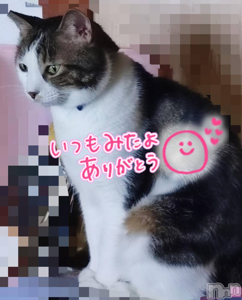 三条ぽっちゃり新潟三条燕ちゃんこ(ニイガタサンジョウツバメチャンコ) このみ(45)の9月13日写メブログ「夜の部、出勤致しました？？♀？」