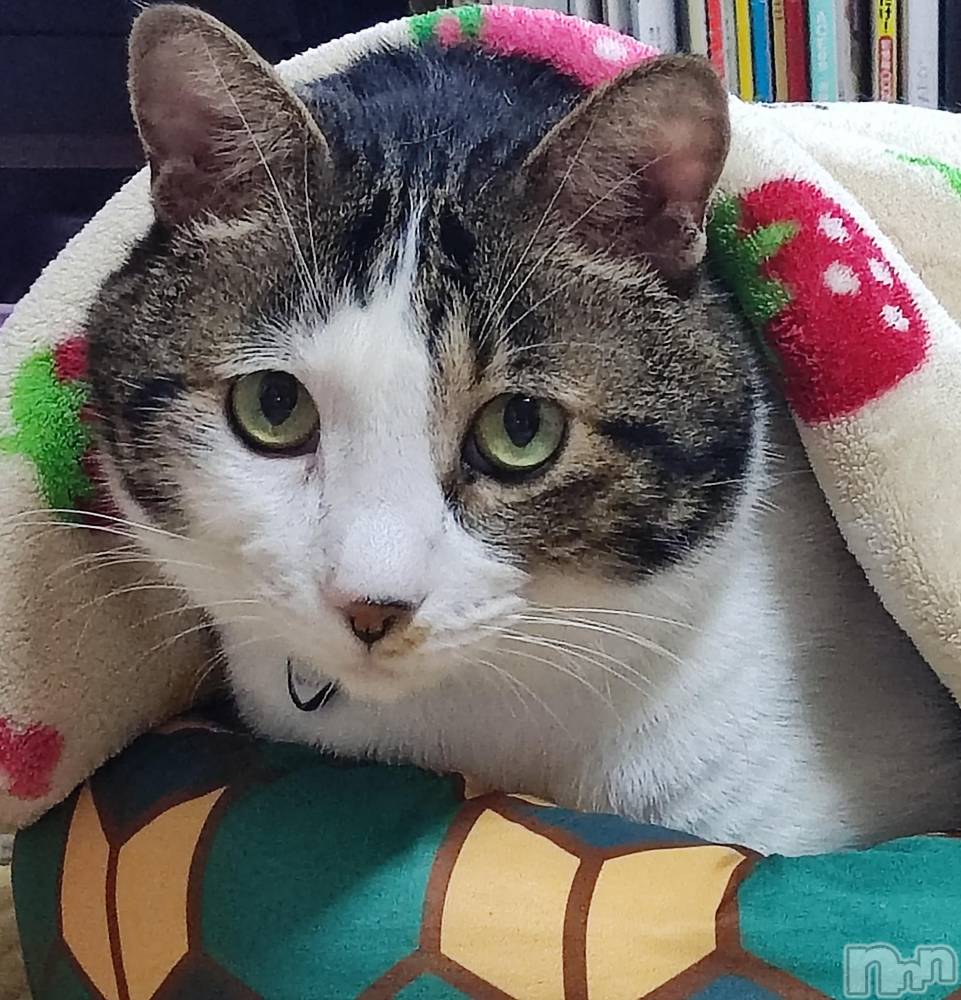 三条デリヘル新潟三条燕ちゃんこ(ニイガタサンジョウツバメチャンコ) このみ(45)の11月14日写メブログ「明日22:00からお待ちしております？？？？？？」