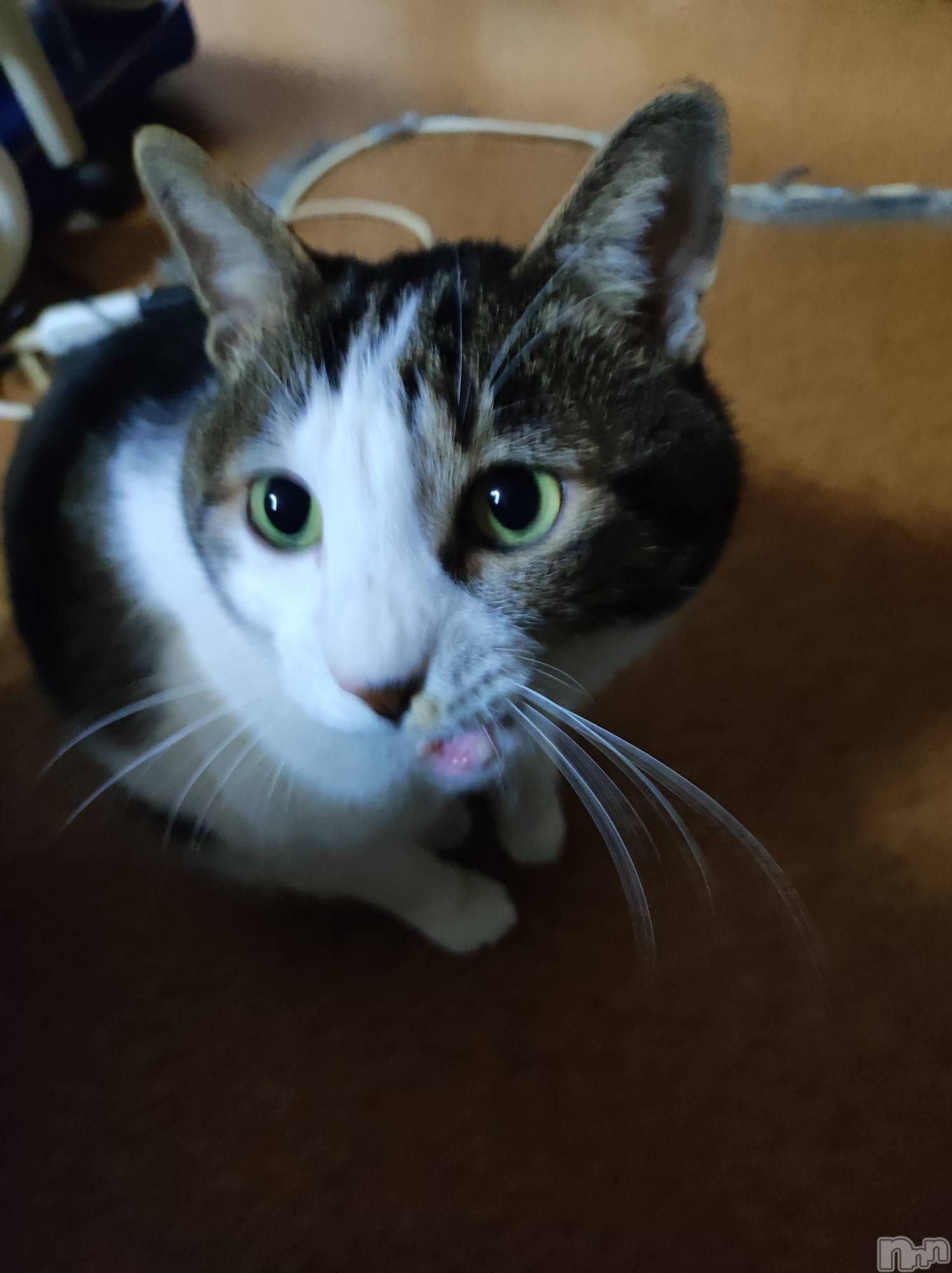 三条デリヘル新潟三条燕ちゃんこ(ニイガタサンジョウツバメチャンコ)このみ(45)の2025年3月9日写メブログ「本日はお休みです🙏💦」