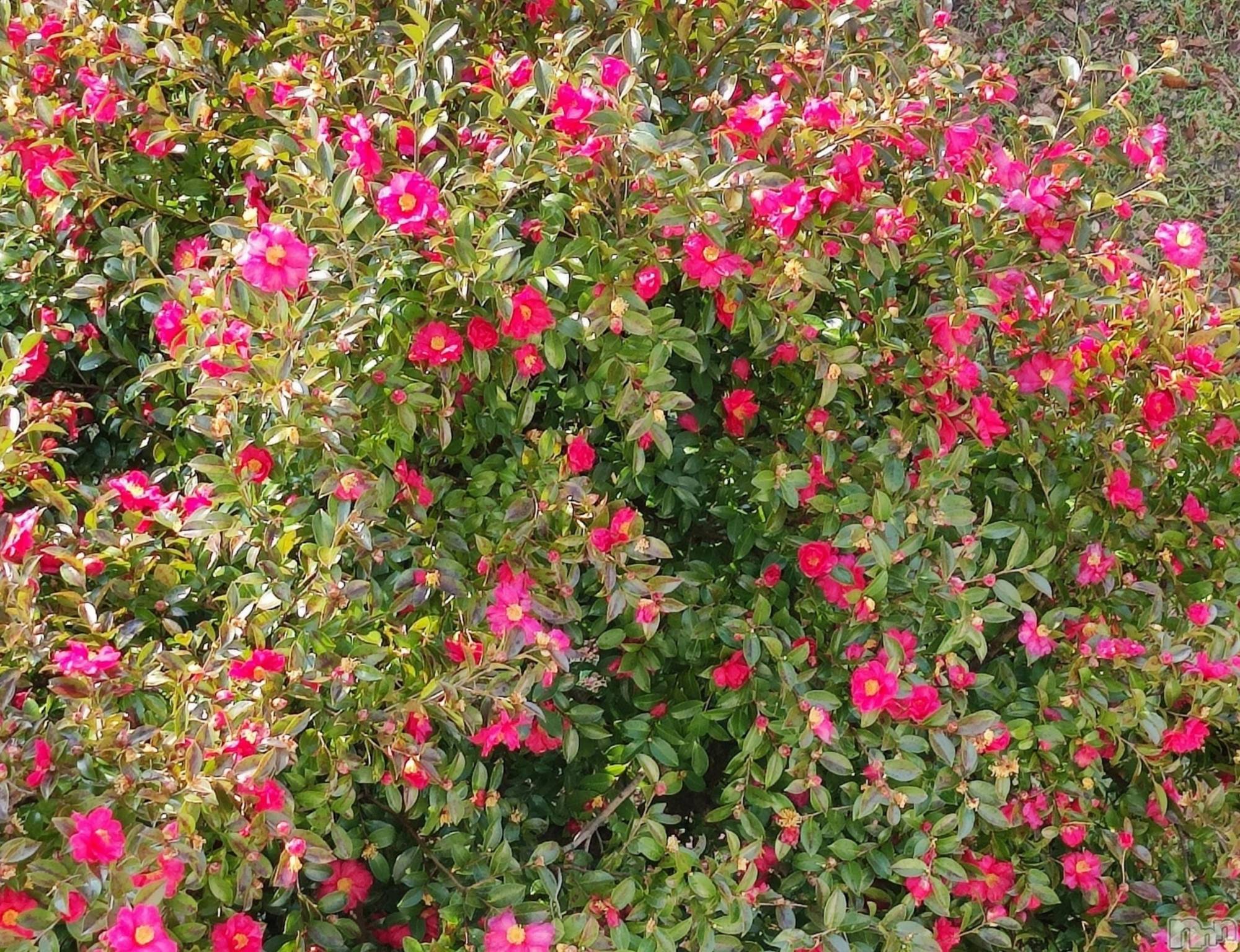 三条デリヘル新潟三条燕ちゃんこ(ニイガタサンジョウツバメチャンコ)このみ(45)の2025年3月10日写メブログ「おはようございます？」