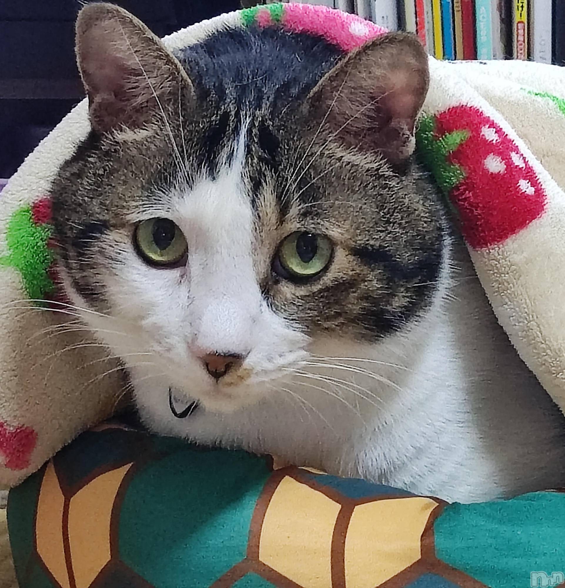 三条デリヘル新潟三条燕ちゃんこ(ニイガタサンジョウツバメチャンコ)このみ(45)の2025年11月14日写メブログ「明日22:00からお待ちしております？？？？？？」