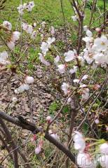 三条デリヘル新潟三条燕ちゃんこ(ニイガタサンジョウツバメチャンコ) このみ(45)の4月10日写メブログ「おはようございます？？？」