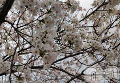 三条デリヘル新潟三条燕ちゃんこ(ニイガタサンジョウツバメチャンコ) このみ(45)の4月11日写メブログ「明日はリクエスト出勤になります？？」