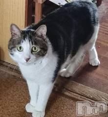 三条ぽっちゃり新潟三条燕ちゃんこ(ニイガタサンジョウツバメチャンコ) このみ(45)の5月18日写メブログ「今週のシフトです✨」