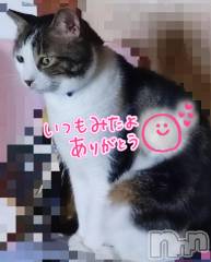 三条デリヘル新潟三条燕ちゃんこ(ニイガタサンジョウツバメチャンコ) このみ(45)の9月13日写メブログ「夜の部、出勤致しました？？♀？」