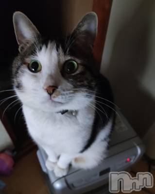 三条デリヘル 新潟三条燕ちゃんこ(ニイガタサンジョウツバメチャンコ) このみ(45)の3月5日写メブログ「おはようございます？」