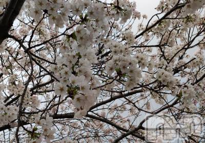 三条デリヘル 新潟三条燕ちゃんこ(ニイガタサンジョウツバメチャンコ) このみ(45)の4月11日写メブログ「明日はリクエスト出勤になります？？」